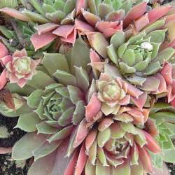 Sempervivum - Dachwurz - Hauswurz